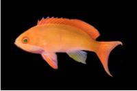 picture of Thompson's Fairy Bass Lrg                                                                            Pseudanthias bicolor